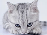 èèҲܷӢСyoyo
